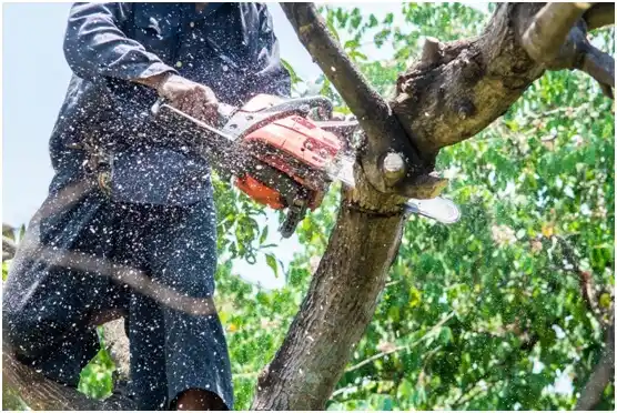 tree services Grandfalls